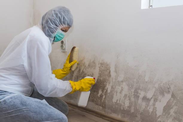 Best Mold Cleaning Services  in Haliimaile, HI