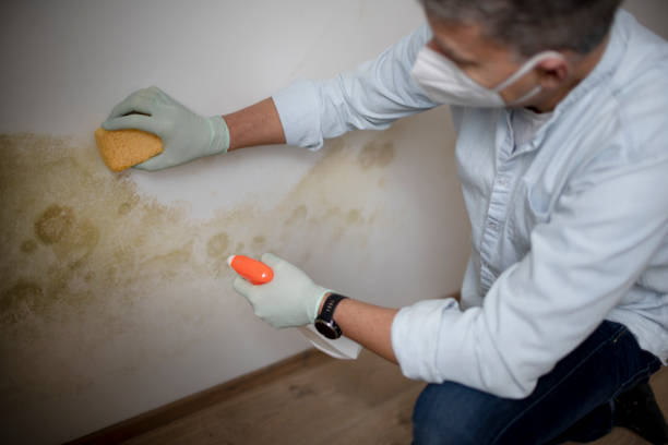 Best Commercial Mold Removal  in Haliimaile, HI