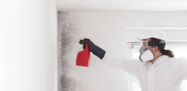 Best Attic Mold Removal  in Haliimaile, HI