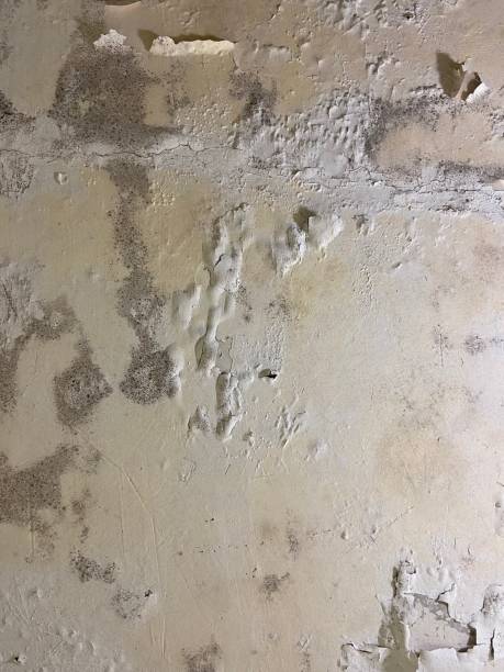 Best Toxic Mold Removal  in Haliimaile, HI