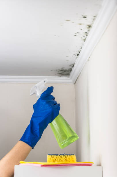 Best Office Mold Removal Services  in Haliimaile, HI