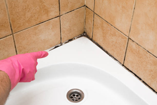 Best Residential Mold Removal  in Haliimaile, HI