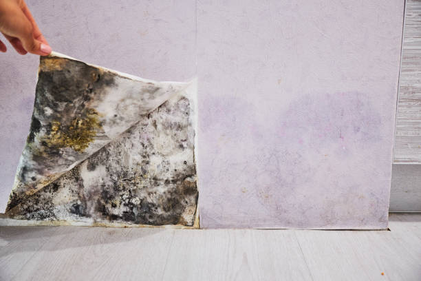 Best Mold Cleaning Services  in Haliimaile, HI